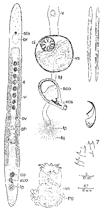 Duplominona paucispina