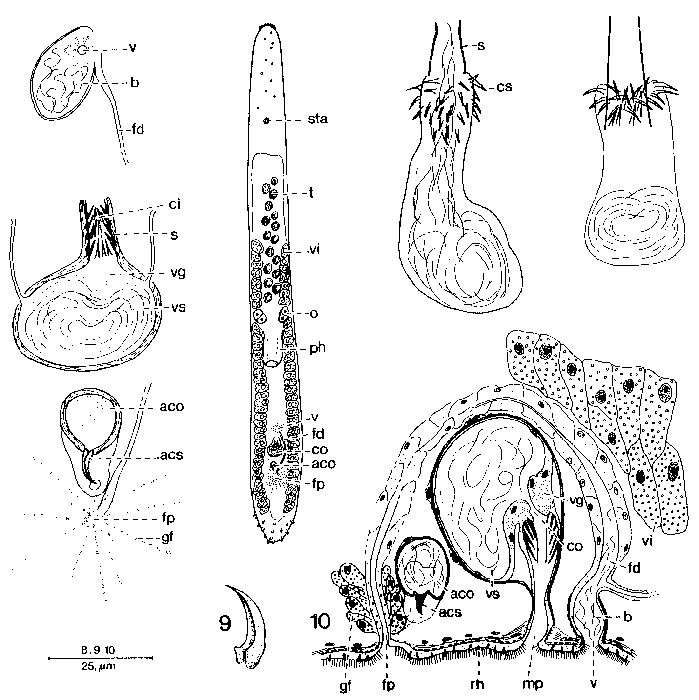 Duplominona septentrionalis