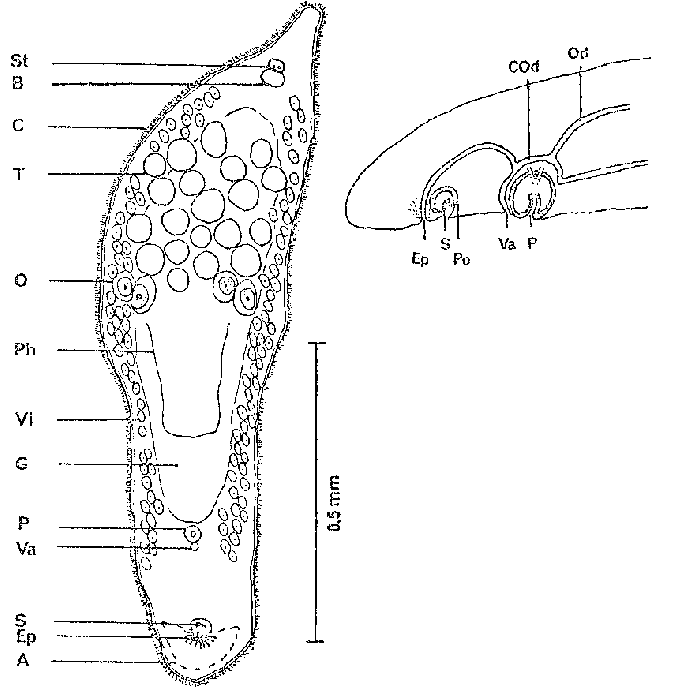 Peraclistus oophagus