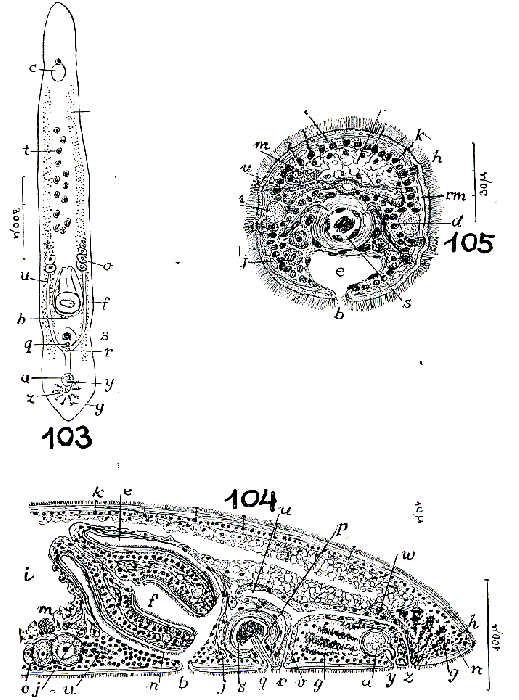 Peraclistus itaipus