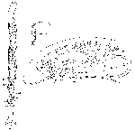 Pseudominona dactylifera