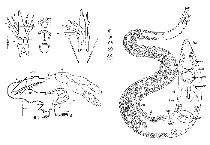 Carenscoilia biforamen