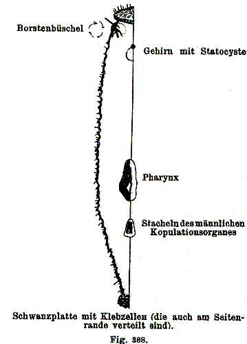 Otoplana circinnata