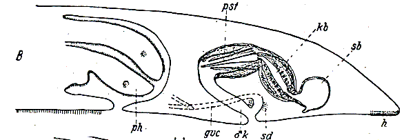 Otoplana filum