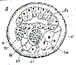 Otoplana filum