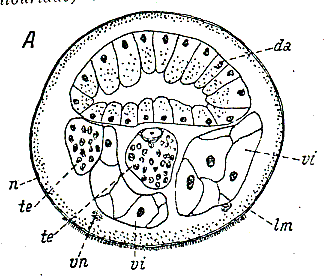 Otoplana filum