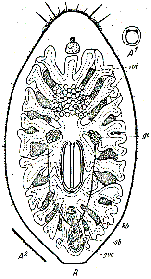 Otoplana foliacea