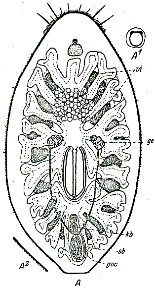 Otoplana foliacea