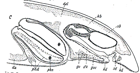 Otoplana foliacea