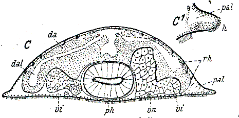 Otoplana foliacea