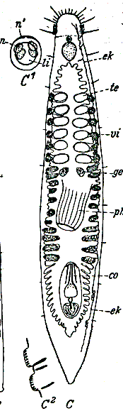 Otoplana helgolandica