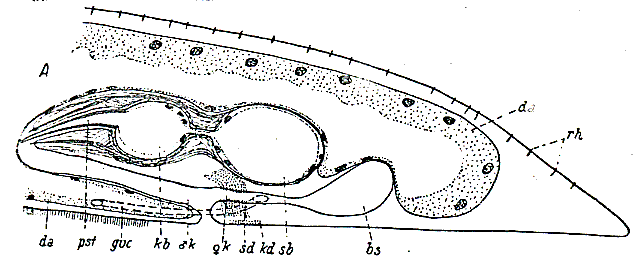 Otoplana helgolandica