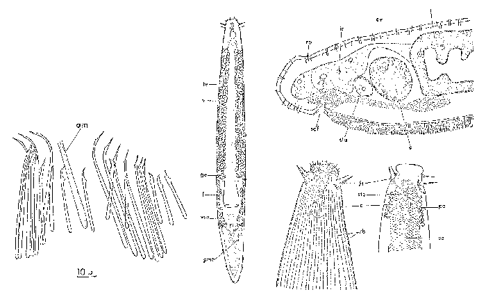 Otoplana truncaspina