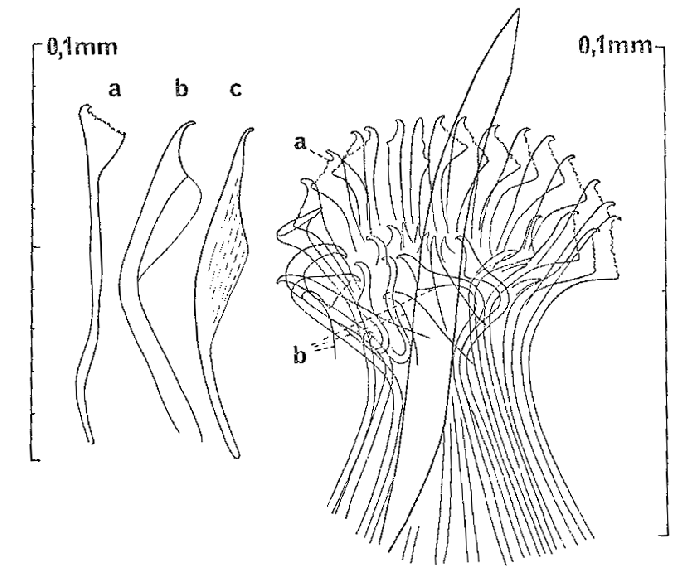 Orthoplana bregazzii