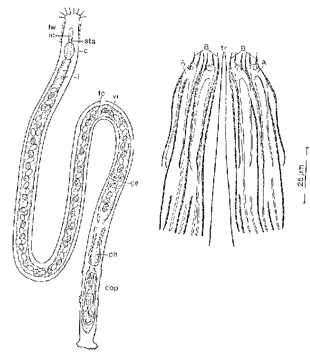 Monostichoplana filum filum