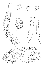 Dicoelandropora atriopapillata