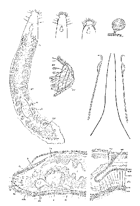 Dicoelandropora atriopapillata