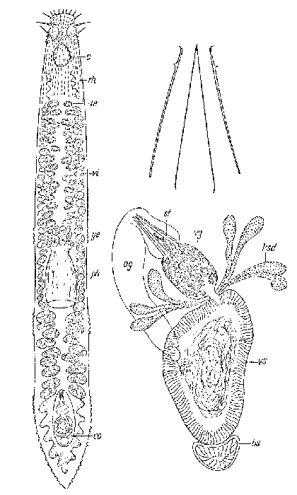 Itaspiella helgolandica magna