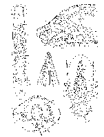 Itaspiella helgolandica helgolandica