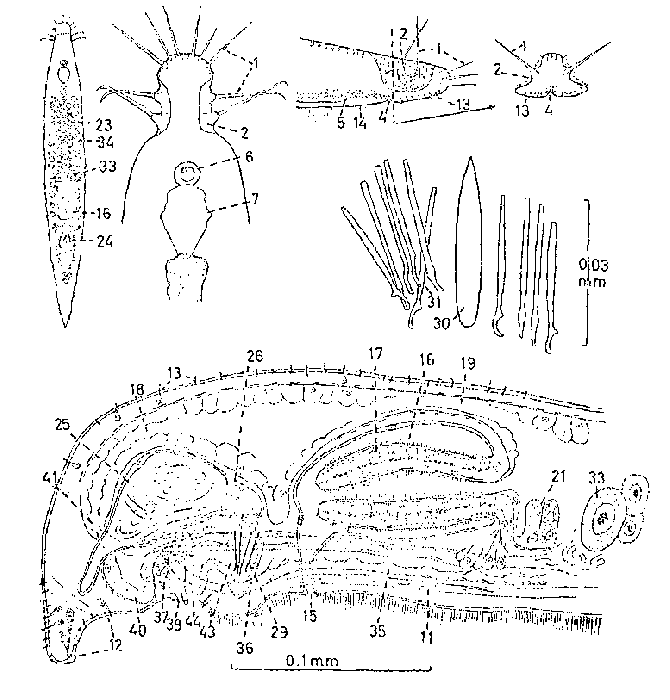 Itaspiella bursituba