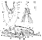 Itaspiella macrostilifera