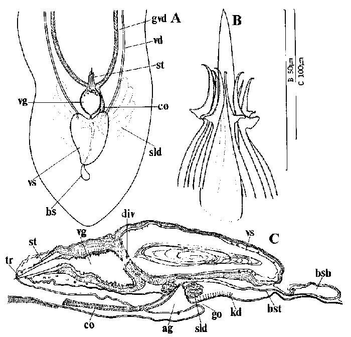 Itaspiella macrostilifera