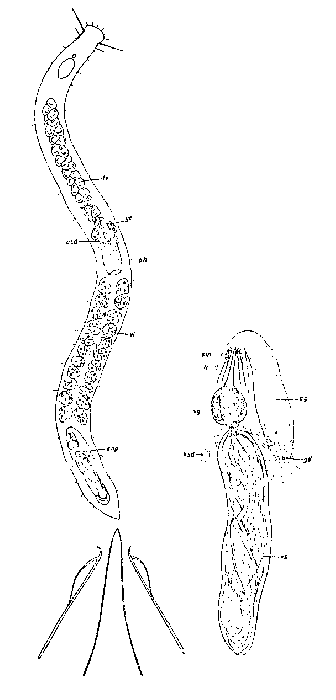 Otoplanella baltica