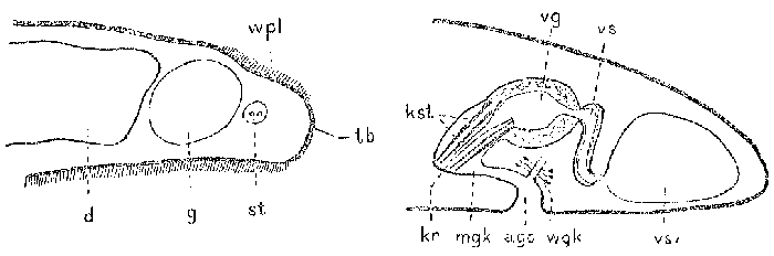 Notocaryoplana arctica