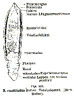 Bothriomolus constrictus