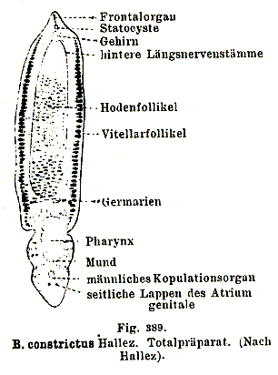 Bothriomolus constrictus