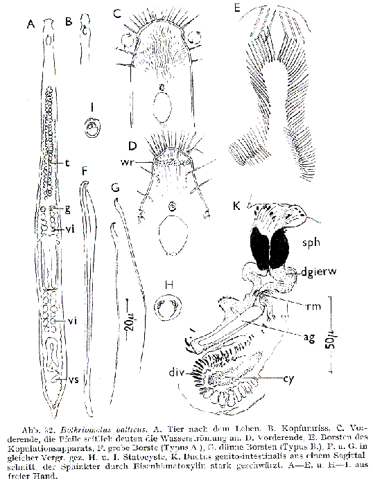 Bothriomolus balticus