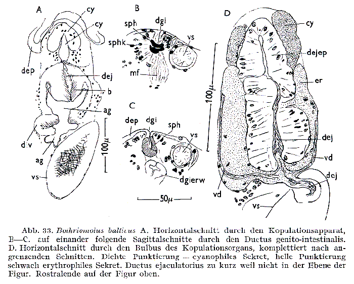 Bothriomolus balticus