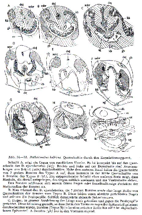 Bothriomolus balticus