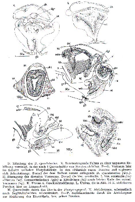 Bothriomolus balticus