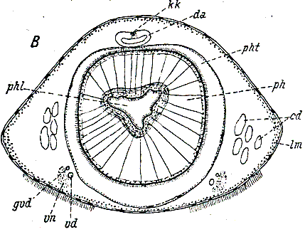 Bothriomolus balticus