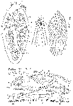 Pseudorthoplana foliacea