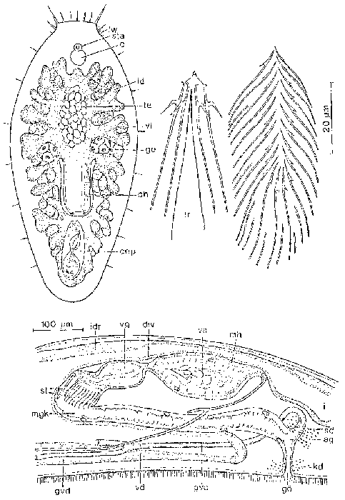 Pseudorthoplana foliacea