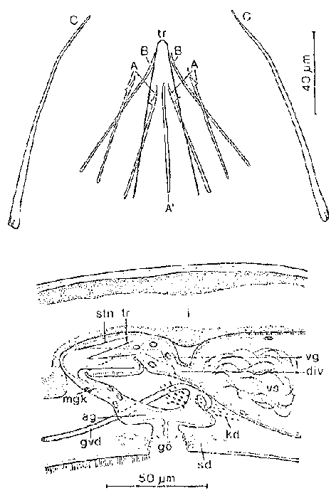 Xenotoplana tyrrhenica