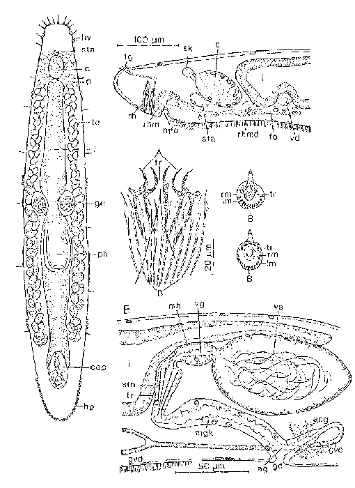 Napoliplana cinctata