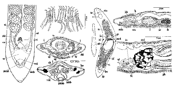 Zygotoplana ezoensis