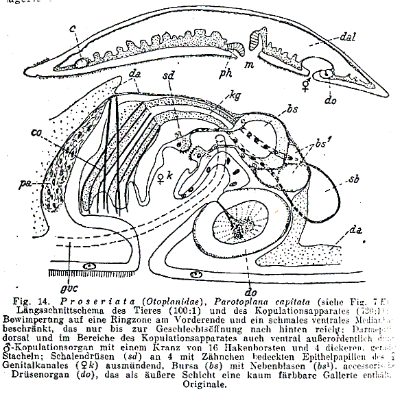 Parotoplana capitata