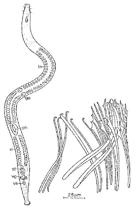 Parotoplana bicupa