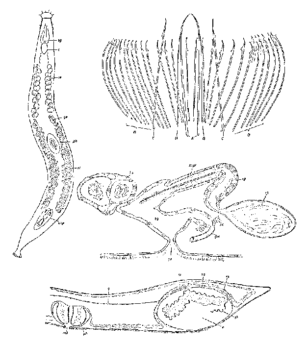 Parotoplana multispinosa