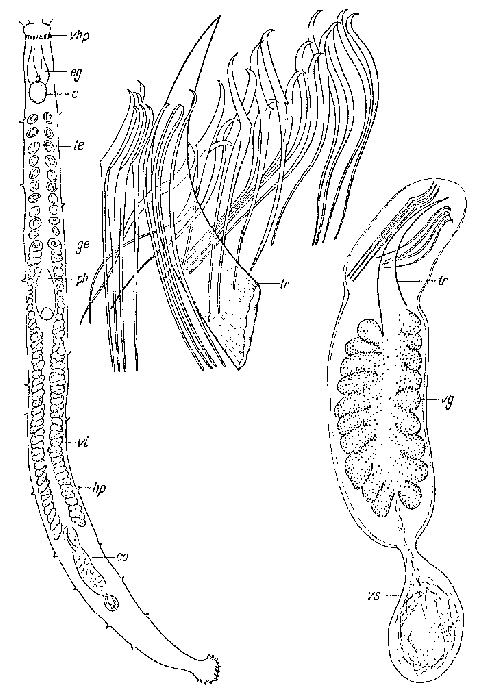 Parotoplana pacifica