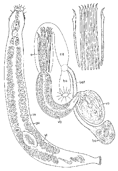 Parotoplana turgida