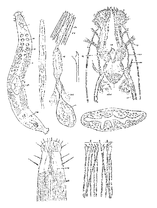 Parotoplanella progermaria