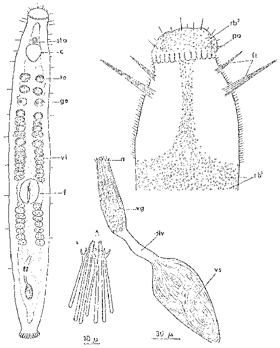 Parotoplanella heterorhabditica