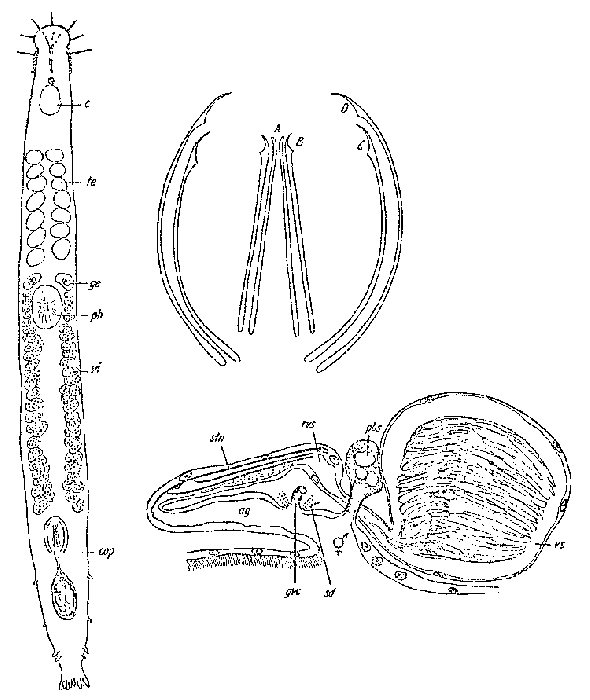 Postbursoplana propontica