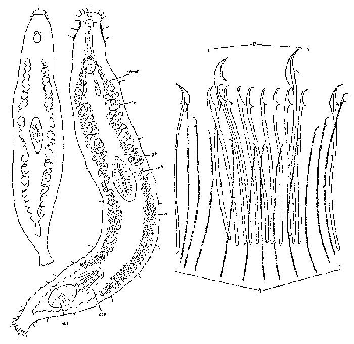 Otoplanidia endocystis