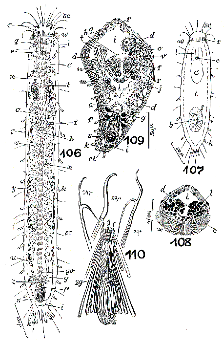 Philosyrtis eumeca